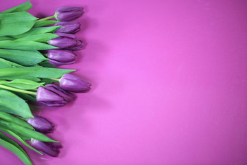 Tulips on pink background, hello spring