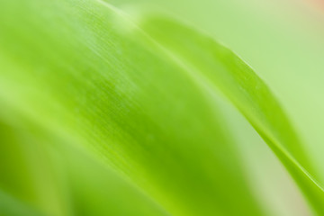 Closeup of nature leaves green blur. In the spring Under the morning light. Use as background and wallpapers.