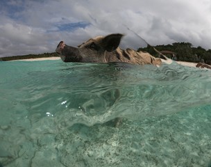 Fototapeta premium The popular swimming pigs of Major Cays in the Bahamas walk on the beach waiting for tourists to feed them 
