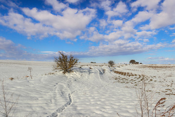 RURAL LANDSCAPE WINTER. Alta Murgia National Park: snowy hills with lonely tree.- (Apulia) ITALY-It is a limestone plateau,with wide fields and rocky outcrops,grassland characterized by sheep paths.
