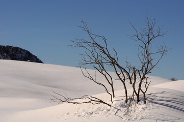 Branches sprout from the snow after an intense snowfall. Dolomites near the San Pellegrino Pass, in Val di Fassa. Italy