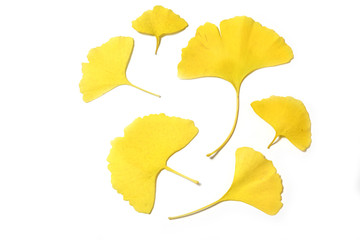 yellow ginkgo biloba leaves isolated on white