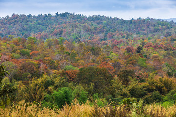 The beautiful deciduous forest in border of Thailand and Laos.