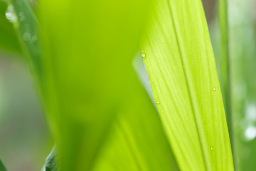 Obraz premium Closeup of nature leaves green blur. In the spring Under the morning light. Water drop on leave.Use as background and wallpapers.