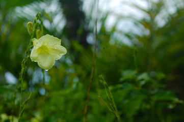 flower yellow