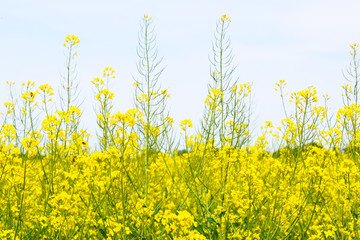 Fototapeta premium Rapeseed field yellow