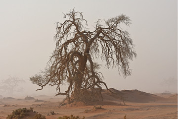 Fototapeta na wymiar Akazie im Sandsturm im Namib-Naukluft-Nationalpark in Namibia