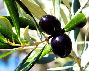Fresh Olives on the Branch