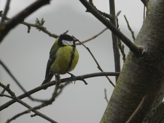 Fototapeta premium uccellino in inverno