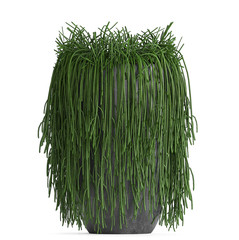 Exotic plants in pot