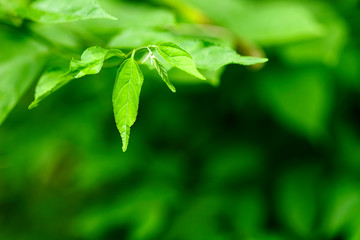 Fototapeta na wymiar Closeup of nature leaves green blur. In the spring Under the morning light. Use as background and wallpapers.