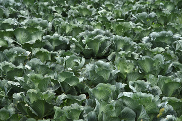 Fototapeta premium Background of the cabbage field greens receding into the distance
