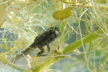 Têtards de Crapaud commun