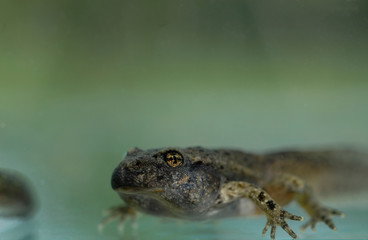 Bufo bufo / Crapaud commun