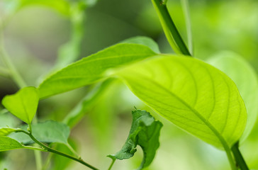 Closeup of nature leaves green blur. In the spring Under the morning light. Use as background and wallpapers.