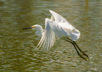 great bird
