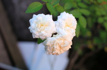 White roses, flowers, garden, spring, macro