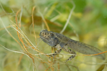 Têtards de Crapaud commun