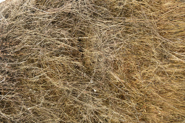 Dried grass