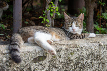 cat in japan