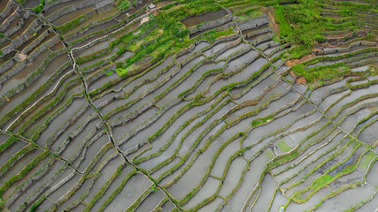 rice terraces in aerial view, Philippines