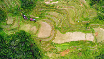 rice terraces in aerial view, Philippines