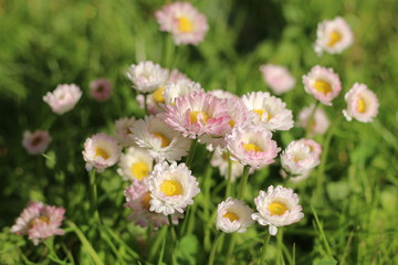 Bellis stokrotka