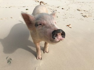 A pig stands on the soft white sands with head slightly lifted upward at the Pig Island in the Bahamas 