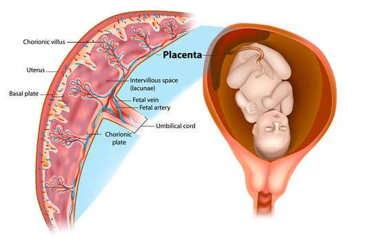 Placenta Images – Parcourir 11,731 le catalogue de photos, vecteurs et  vidéos | Adobe Stock