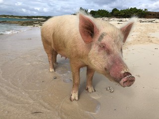 Side view of a pig at a beach in the Exuma Cays, Bahamas