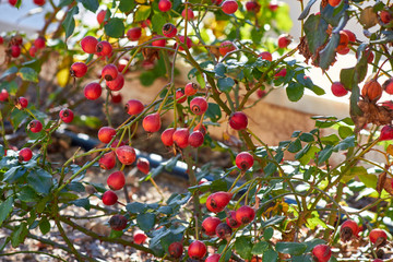 dog rose, rosa canina, fruit
