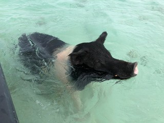 Side view of a black and white swimming pig near a boat at the Pig Island in the Bahamas 