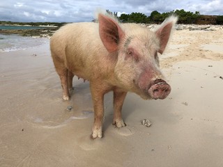 Close up of a pig standing in the water at the Pig Island in the Bahamas 
