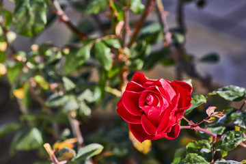 Red rose nature
