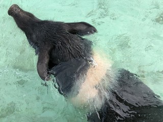 Medium wide shot of a black swimming pig with its head above the water at the Pig Island in the Bahamas 