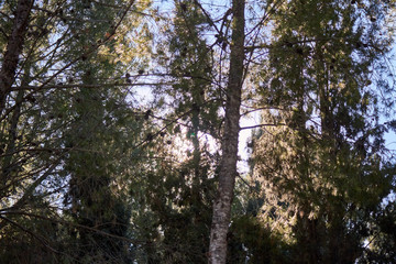 sky and clouds through