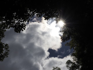 Fototapeta premium sun, cloud and forest