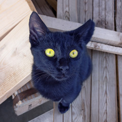 Cute black kitten with bright yellow eyes looks up. Concept is taking care of homeless animals. Selective focus.