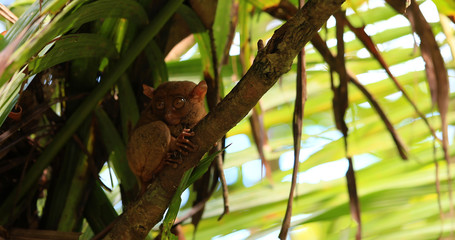  tarsier in a tree, philippine