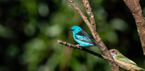 Obraz premium Blue Bird