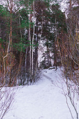 Snow fell asleep dunes and pines of the Baltic Bay. Winter landscape