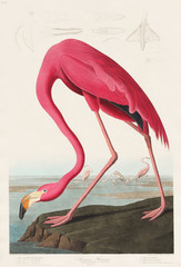 Fototapeta premium Pink Flamingo from Birds of America (1827) autorstwa Johna Jamesa Audubona (1785 - 1851), wytrawione przez Roberta Havella (1793 - 1878)
