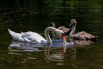 Swans & Young
