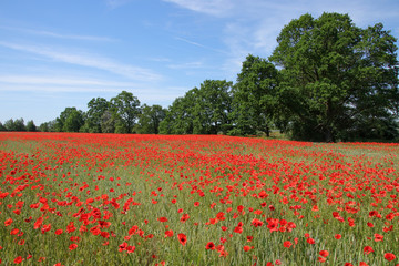 Field Of Poppies and cornflowers In Summer Countryside, Germany