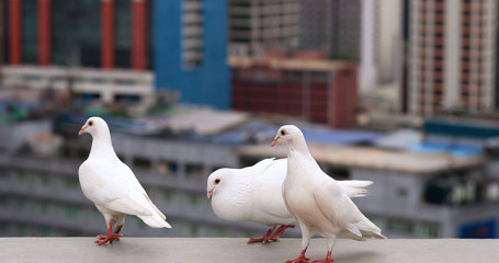White pigeons in the city of Manila, Philippines