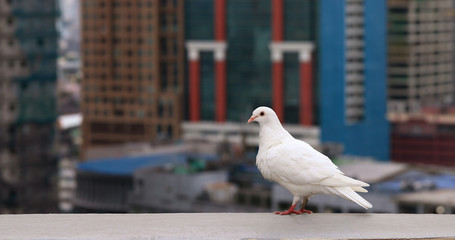 White pigeons in the city of Manila, Philippines