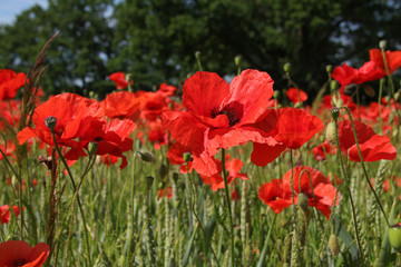 Field Of Poppies In Summer Countryside, Germany