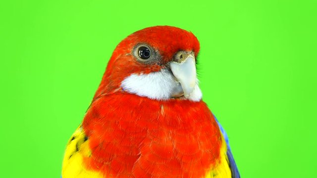 portrait rosella parrot isolated on green screen