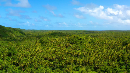 Fototapeta na wymiar palm plantation in aerial view, philippines