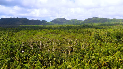 Fototapeta na wymiar palm plantation in aerial view, philippines